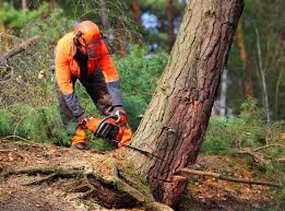 Best Arborist Consultation Services  in Wolfe City, TX