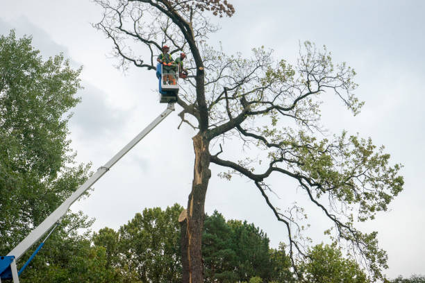 Best Palm Tree Trimming  in Wolfe City, TX